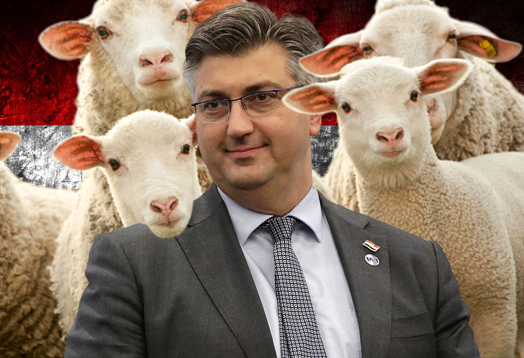 Plenković i ovčice